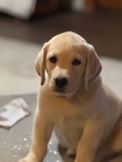 Pre-school puppy trained yellow Labrador Retriever pup