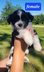 Mini Aussiedoodle pups