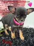 Stunning Micro AKC Female Applehead Chihuahua