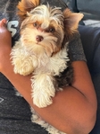 Adorable AKC Tiny Male Yorkie