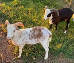 Rams Painted Desert Sheep