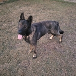 Large DDR/Czech male German Shepherd.