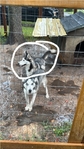 Two year-old Siberian husky