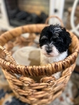 MALTIPOO PUPPIES FOR SALE!
