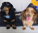 Dachshunds in Southeast Texas>🐾