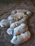 Cane Corso males only left! Taking deposits!