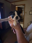 CKC Male Boston Terrier Puppy