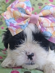 Shih Tzu puppies