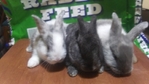 1/2 Price Bunnies