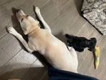 Lab mix 3 months
