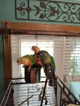 BIRDS BIRDS BIRDS FOR SALE!!!
