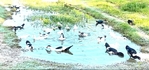Muscovy Duck
