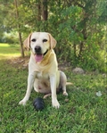 Yellow AKC labrador pups coming soon