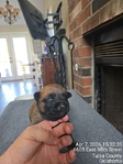 AKC REGISTERED WORKING BELGIAN MALINOIS PUPS