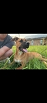 Beautiful sweet puppy!