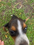 Beagle pup