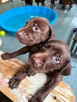 Lab/GSP mix! 7 weeks old vaccinated and wormed puppies!