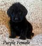 7 week old labradoodle puppies