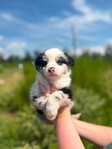 Australian shepherd’s