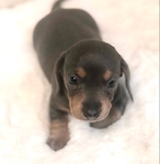 Dachshund Puppies!