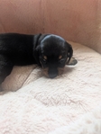 Miniature Dachshund