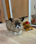 Pembroke sable corgi pup