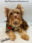 AKC Registered Male Chocolate & Tan Yorkie