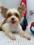 Adult AKC Stunning Male Yorkie
