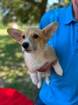 AKC PEMBROKE CORGI PUPS