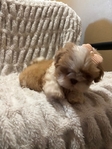 Beautiful Toy Shihtzu/Longhaired Frenchbulldog Puppies