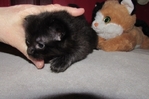 Ragdoll kittens for sale