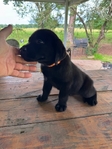 English Black Labrador Puppies Available