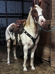 Grade Paint Gelding