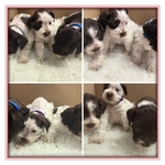 Akc miniature schnauzers