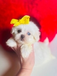 Shihpoo puppies Shihtzu & Poodle mix - 50/50 split. 1st Gen.