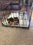CKC Registered Yorkie Puppies for Sale