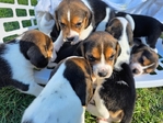 Beagle puppies