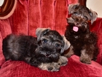 AKC Toy/Miniature Schnauzer Puppies.