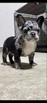 French Bulldogs $2500 each