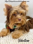AKC Registered Male Chocolate & Tan Yorkie