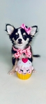 Chihuahua puppies