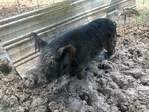 Kunekune pigs