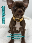 Stunning AKC Green Eyed Male Applehead Chihuahua