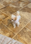 Toy Maltipoo girl