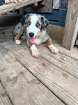 Australian Shepherds