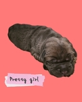 Gorgeous Cane Corso puppies! (Italian mastiff)