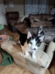 Male Kittens