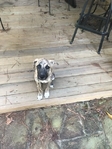 Looking for a puppy
