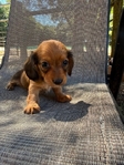 Miniature dachshunds