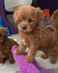 Toy Poodle puppies for sale